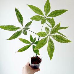 希少＊パキラ・ミルキーウェイ【現品発送】 calm cafe 希少＊パキラ・ミルキーウェイ【現品発送】 calm cafe - メルカリ