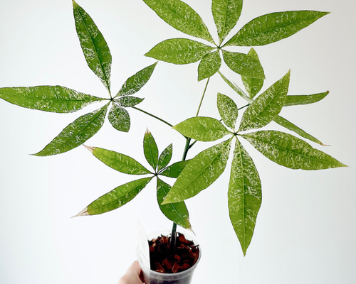 人気》希少 パキラ ミルキーウェイ 実生 観葉植物 calm cafe 多肉植物