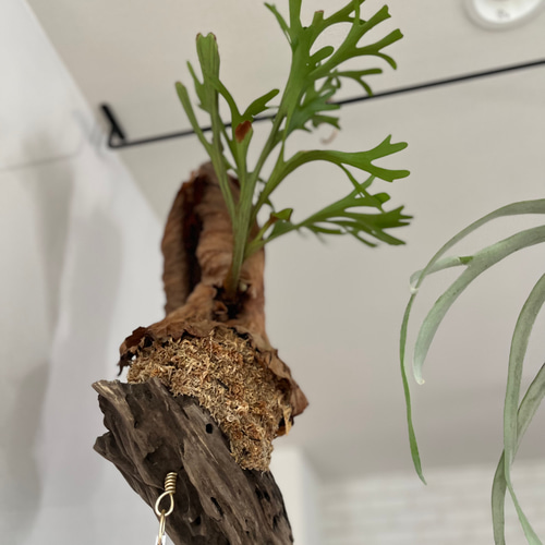 ビカクシダ コウモリラン キッチャクード 流木付け 観葉植物