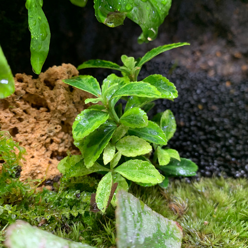 87 苔アート 苔テラリウム イモリウム カエルリウム ベゴニア