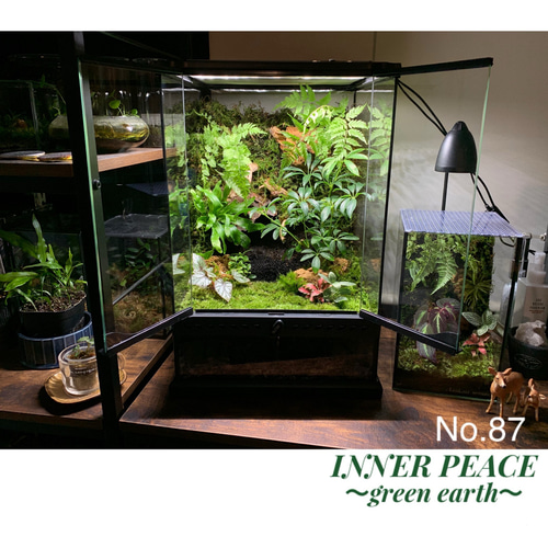 87 苔アート 苔テラリウム イモリウム カエルリウム ベゴニア 完成品
