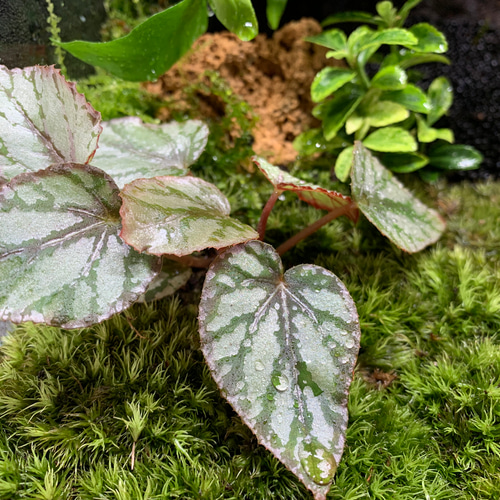 87 苔アート 苔テラリウム イモリウム カエルリウム ベゴニア 87 苔アート 苔テラリウム イモリウム カエルリウム ベゴニア