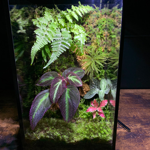 255 苔アート 苔テラリウム ソネリラsp パープルタイプ 完成品