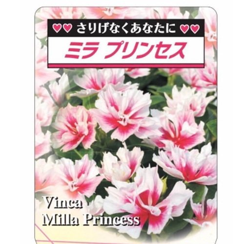 花様 鉢花☆八重咲きニチニチソウ・ミラ・プリンセス☆新品種☆5号根はり