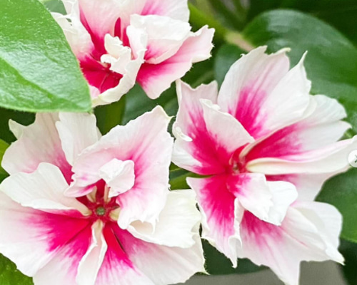 257349b8387bebf6b2581d0d4c47e0