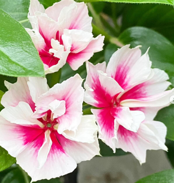 鉢花☆八重咲きニチニチソウ・ミラ・プリンセス☆新品種☆5号根はり