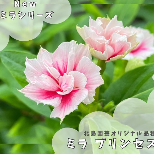 鉢花☆八重咲きニチニチソウ・ミラ・プリンセス☆新品種☆5号根はり