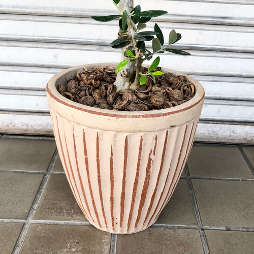 厳選 樹形完璧 オリーブの木 コロネイキ テラコッタ その他 厳選 樹形完璧 オリーブの木 コロネイキ テラコッタ その他