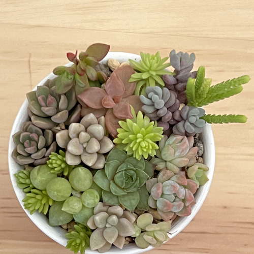♡ご専用♡多肉植物の寄せ植え♡4点おまとめ♡