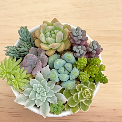 今がチャンス‼️きまぐれ寄せ植え♡⃛多肉植物＊鉢ごと発送 多肉