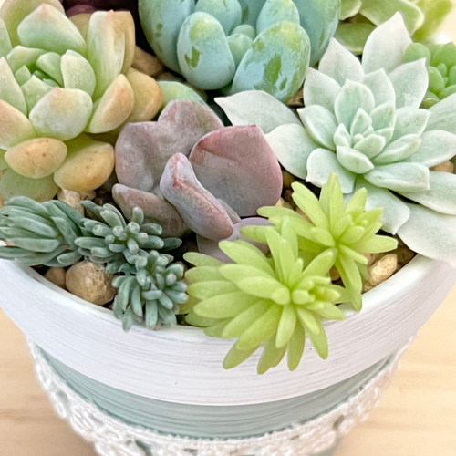 今がチャンス‼️きまぐれ寄せ植え♡⃛多肉植物＊鉢ごと発送 多肉植物