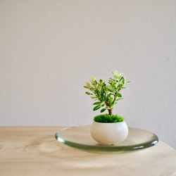 ノイバラ｜超ミニ盆栽｜ピンクの花 | 落葉低木 盆栽 bonsaikiki 通販