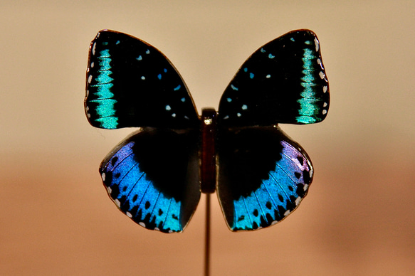 木製蝶々標本ブローチ【ヤマオオイナズマ】Lexias dirtea inimitabilis ♂ 1枚目の画像
