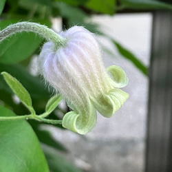 壺型クレマチス30粒 多肉植物 植花夢 通販 14914643｜Creema(クリーマ)