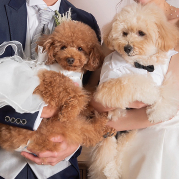 「これすごいね！」とゲストも喜ぶうちの子ウェルカムバスケット【オーダーメイド】世界で１つのウェディング まるで絵画のようなプリザーブドフラワーアレンジ　「フラワーフレーム　メヌエット」 ZY1427039600(10920円)