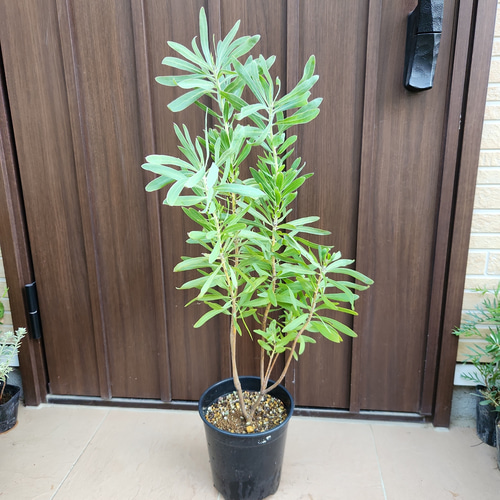 希少 プロテア オーストラリスパッション 挿し木 苗 鉢植え オージー プランツ 希少 プロテア オーストラリスパッション 挿し木 苗 鉢植え