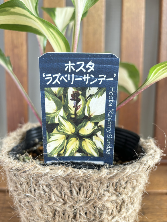 ホスタ苗　白い大きい斑入り★ラズベリーサンデー 人気・おすすめ｜使いやすい・旅行におすすめ セール中 全国発送 即出荷モデル