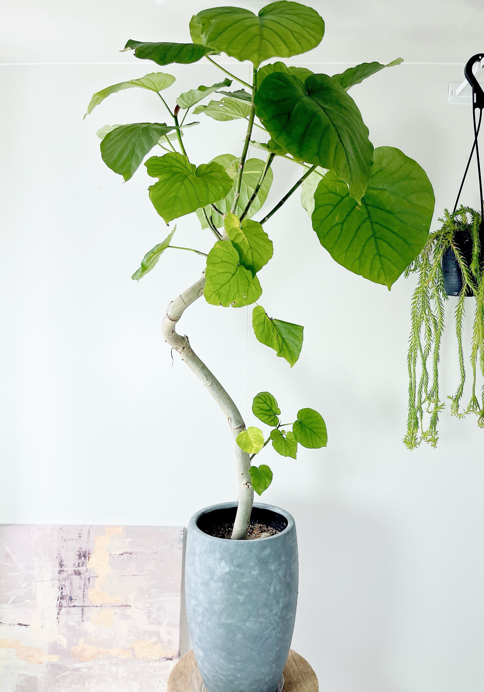 沖縄産】271. フィカスウンベラータ 曲がり 7号ロング陶器鉢