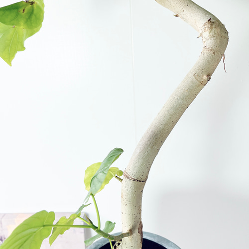 沖縄産】271. フィカスウンベラータ 曲がり 7号ロング陶器鉢 観葉植物