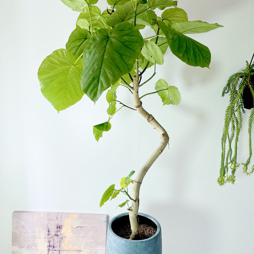 フィカス　ウンベラータ　曲がり仕立て　陶器鉢　植え込み発送 観葉植物 フィカス ウンベラータ曲がり8号鉢 白色陶器入り