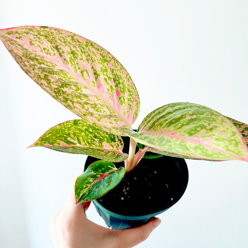 12500⤵️♧❇カラフルなアグラオネマ5品種セット販売です。 ピンクの斑○アグラオネマ アンヤマニー○5号(高さ約35cm)アグラオネマ