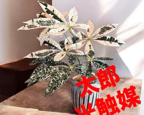 光触媒 人工観葉植物 ウォールグリーン フェイクグリーン 斑入りパキラ