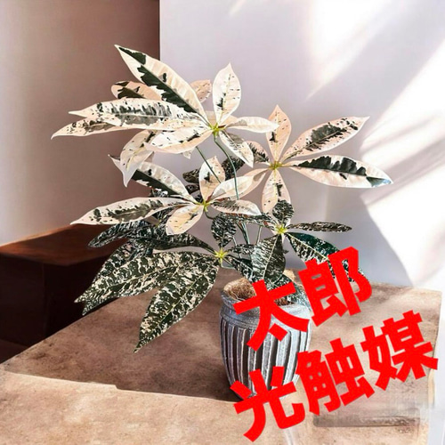 光触媒　人工観葉植物　ウォールグリーン　フェイクグリーン　フラワー　斑入りユッカ 光触媒 人工観葉植物 ウォールグリーン フェイクグリーン 斑入りパキラ