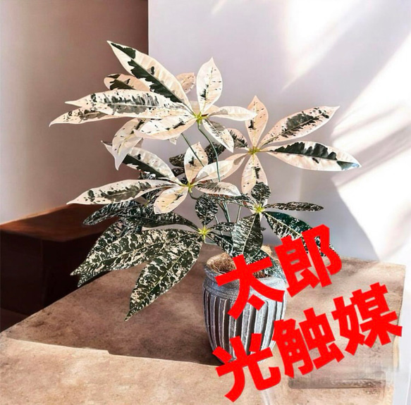 光触媒 人工観葉植物 ウォールグリーン フェイクグリーン 斑入りパキラ