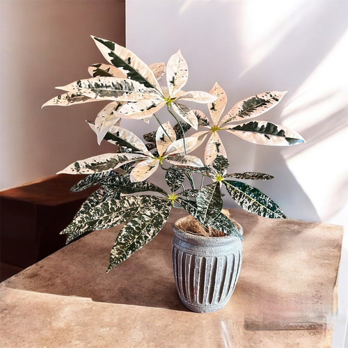 光触媒 人工観葉植物 ウォールグリーン フェイクグリーン 斑入りパキラ