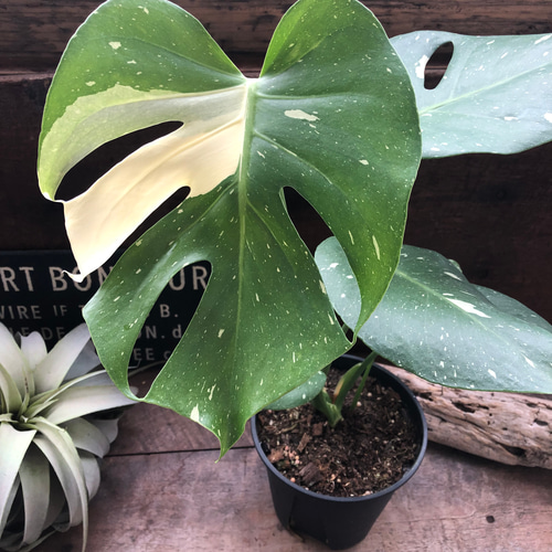 ☆モンステラ☆タイコンステレーション☆3.5号ポット☆メリクロン苗