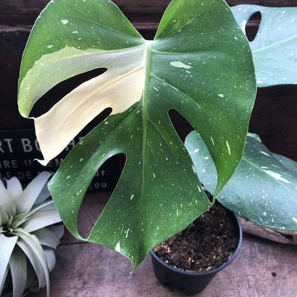 タイコンステレーション♡斑入りモンステラ♡観葉植物♡インテリア