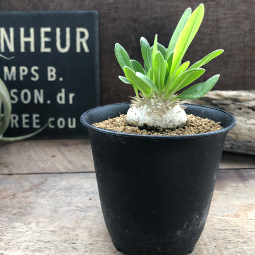 恵比寿笑い パキポディウム ブレビカウレ 鉢　left botanical 恵比寿笑い パキポディウム ブレビカウレ 鉢 left botanical