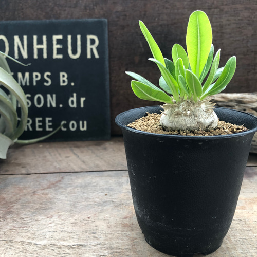 パキポディウム・ブレビカウレ 恵比寿笑い 7.5cm鉢 アートフラワー