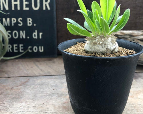 パキポディウム・ブレビカウレ 恵比寿笑い 7.5cm鉢 アートフラワー