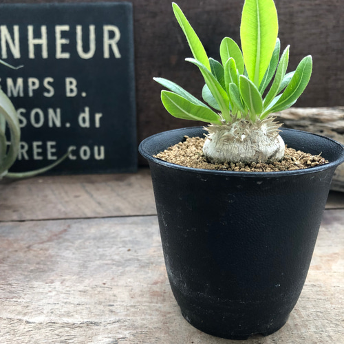 パキポディウム・ブレビカウレ 恵比寿笑い 7.5cm鉢 アートフラワー