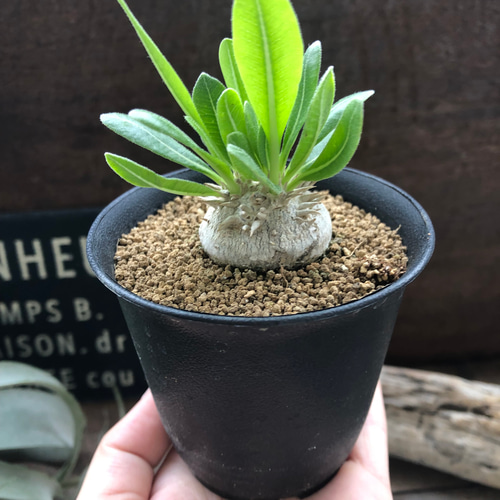 パキポディウム・ブレビカウレ 恵比寿笑い 7.5cm鉢 アートフラワー