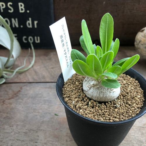 パキポディウム・ブレビカウレ 恵比寿笑い 7.5cm鉢 アートフラワー