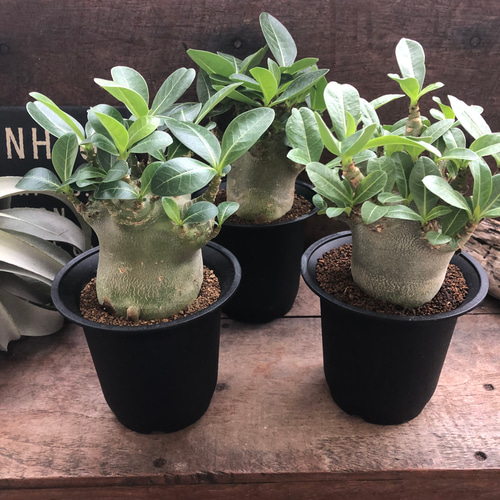 250706 塊根植物 アデニウム・アラビカム （鉢付き）AD-07 250706 塊根植物 アデニウム・アラビカム （鉢付き）AD-07