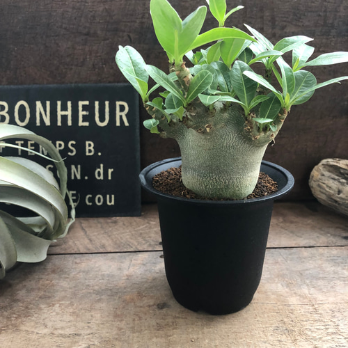 250706 塊根植物 アデニウム・アラビカム （鉢付き）AD-07 250706 塊根植物 アデニウム・アラビカム （鉢付き）AD-07