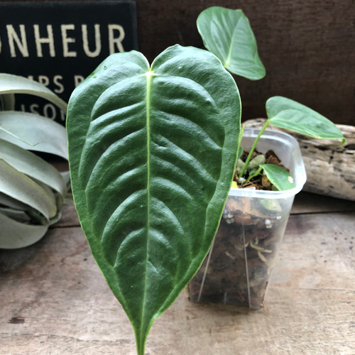 アンスリウム ベイチー 3号 アンスリウム ベイチー 2か3株 250602 5