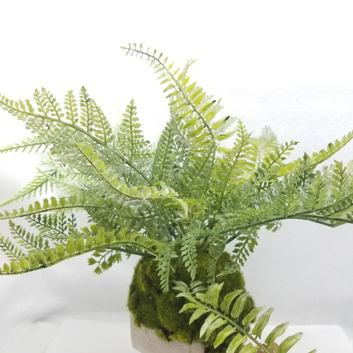 シダと流木の中型盆栽 シダと流木の中型盆栽