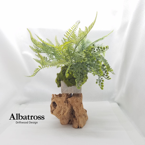 シダと流木の中型盆栽 流木 高さ約36cm 流木×コンクリート 盆栽 苔 苔玉 和 シダ