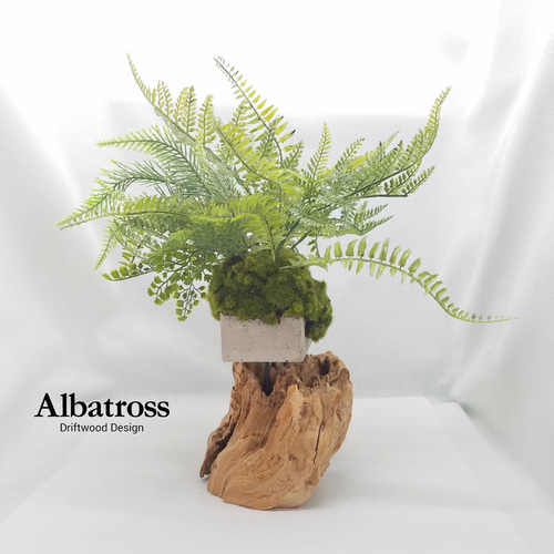 流木盆景 I - 苔猿の壺