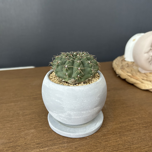 さぼてん様専用 ぼさぼてん様専用 最新情報】「さぼてん」のおすすめ