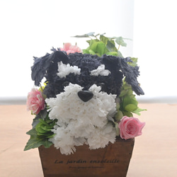 フラワーペット【シュナウザー】プリザーブドフラワー 花 犬 ペット 母の日 誕生日 カーネーション 11枚目の画像