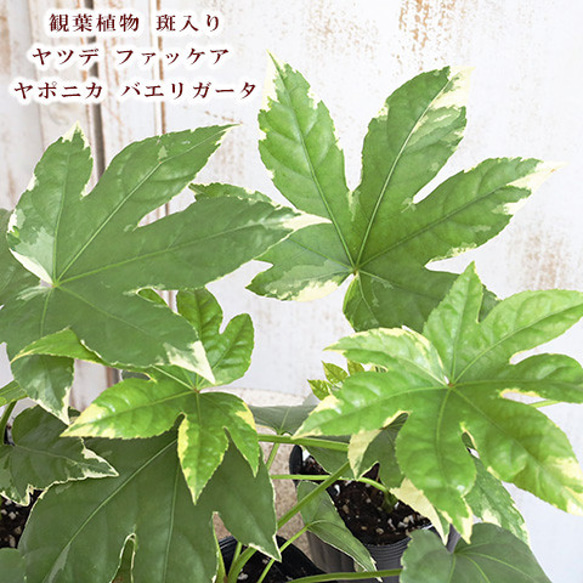 観葉植物 斑入り ヤツデ ファッケア ヤポニカ バエリガータ 3.5号 常緑