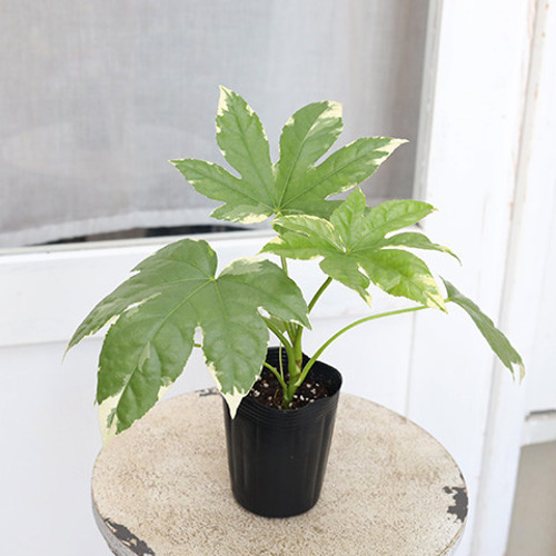 その他観葉植物 Phyllagatis guttata 観葉植物 斑入り ヤツデ ファッケア ヤポニカ バエリガータ 3.5号 常緑