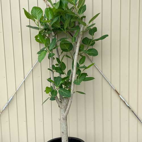 ☆ フィカス ベンガレンシス♪ 極太幹 92cm♪ 観葉植物 フィカス ベンガレンシス 8号 曲り 極太 プラスチック