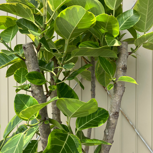 どっしりフィカス＊ベンガレンシス＊アルテシーマ＊極太株＊観葉植物