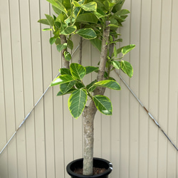 どっしりフィカス＊ベンガレンシス＊アルテシーマ＊極太株＊観葉植物